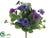 Mini Pansy Bush - Purple Blue - Pack of 36