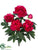 Peony Bush - Beauty - Pack of 12