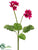 Primula Bush - Beauty - Pack of 12