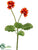 Primula Bush - Orange - Pack of 12