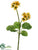 Primula Bush - Yellow - Pack of 12