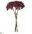 Sedum Bundle - Burgundy - Pack of 12