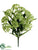 Queen Anne's Lace Bush - Green - Pack of 6