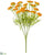 Queen Anne's Lace Bush - Orange - Pack of 6