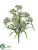 Silk Plants Direct Queen Anne's Lace Bush - Green Light - Pack of 12