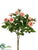 Mini Rose Bush - Pink - Pack of 36