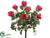 Rose Bush - Cerise - Pack of 6