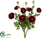 Ranunculus Bush - Burgundy Two Tone - Pack of 6