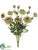 Ranunculus Bush - Green Purple - Pack of 6