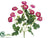 Mini Ranunculus Bush - Beauty - Pack of 12