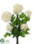 Snowball Bush - Cream White - Pack of 12