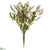 Starflower, Astilbe Bush - Cream - Pack of 12