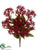 Starflower Bush - Burgundy - Pack of 12