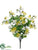 Sweet Pea Bush - Yellow Cream - Pack of 12