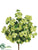 Snowball Bush - Green - Pack of 12