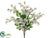 Sweet Pea Bush - White - Pack of 12