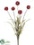 Scabiosa Bush - Burgundy - Pack of 12