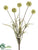 Scabiosa Bush - Green - Pack of 12