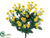 Sweet William Bush - Yellow - Pack of 12