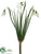 Snowdrop Bush - White - Pack of 12