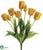 Tulip Bush - Yellow - Pack of 6