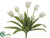 Tulip Bush - Cream Green - Pack of 12