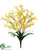 Tweedia Flower Bush - Yellow Two Tone - Pack of 12