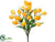 Tulip Bush - Yellow - Pack of 24