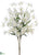 Tweedia Bush - Cream White - Pack of 12