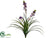 Veronica Bush - Purple - Pack of 12