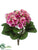 African Violet Bush - Fuchsia Cream - Pack of 12