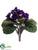 African Violet Bush - Purple - Pack of 12