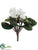 African Violet Bush - White - Pack of 12