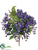 Wisteria Bush - Violet Blue - Pack of 12