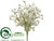 Wax Flower Bush - Cream - Pack of 12