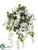 Wisteria Bush - Cream White - Pack of 6