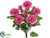 Zinnia Bush - Beauty Two Tone - Pack of 12