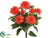 Zinnia Bush - Orange - Pack of 12