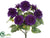 Zinnia Bush - Purple - Pack of 12