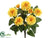 Zinnia Bush - Yellow - Pack of 12