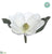 Magnolia - White - Pack of 12