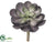 Echeveria Pick - Gunmetal Green - Pack of 12