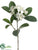 Stephanotis Pick - White - Pack of 12