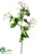 Stephanotis Spray - White - Pack of 12