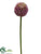 Allium Spray - Lavender - Pack of 12