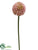 Allium Spray - Mauve - Pack of 12