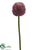 Allium Spray - Lavender - Pack of 12