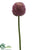 Allium Spray - Lavender - Pack of 12