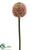 Allium Spray - Mauve - Pack of 12