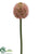 Allium Spray - Mauve - Pack of 12